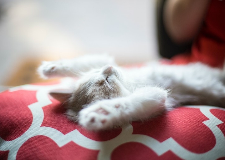 Kitten on a cushion stretching.