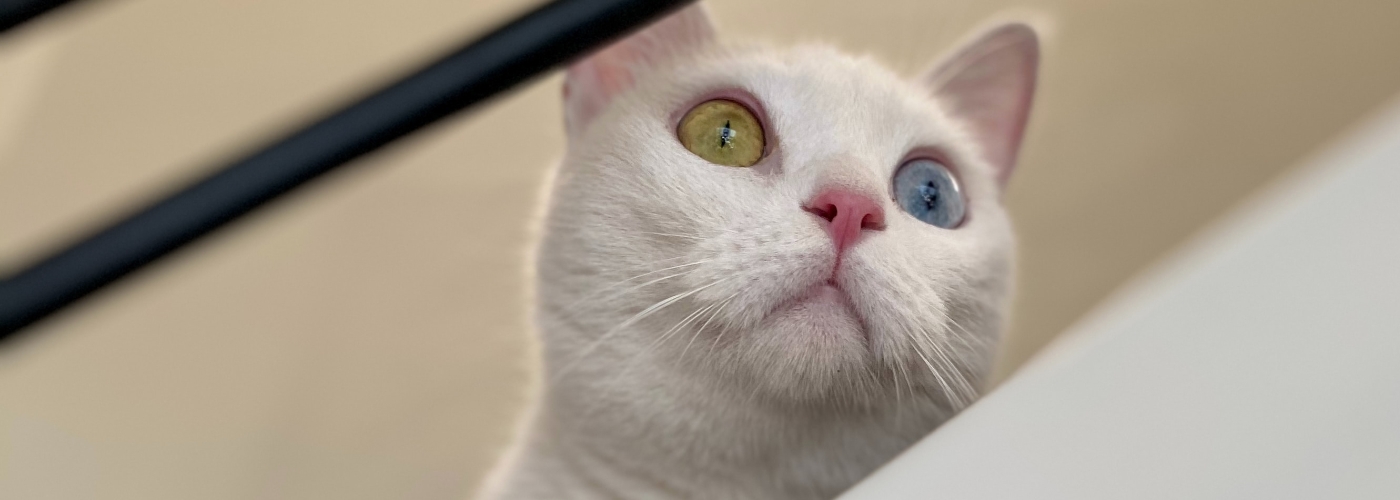 White cat with one blue eye and one green eye.