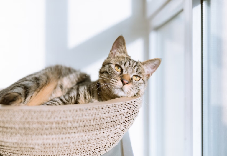 Cat in a basket, basking in sunlight, near a closed window.