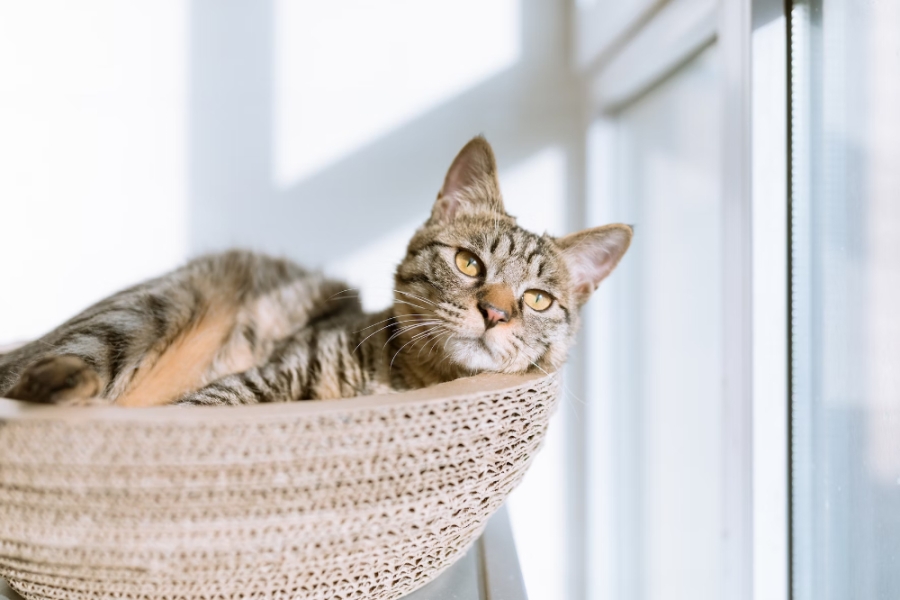 Cat in a basket, basking in sunlight, near a closed window.